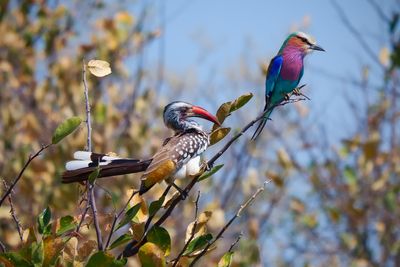Red-Billed Hornbill & Lilac-Breasted Roller