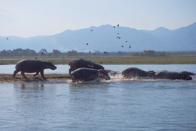 Pod of Hippos